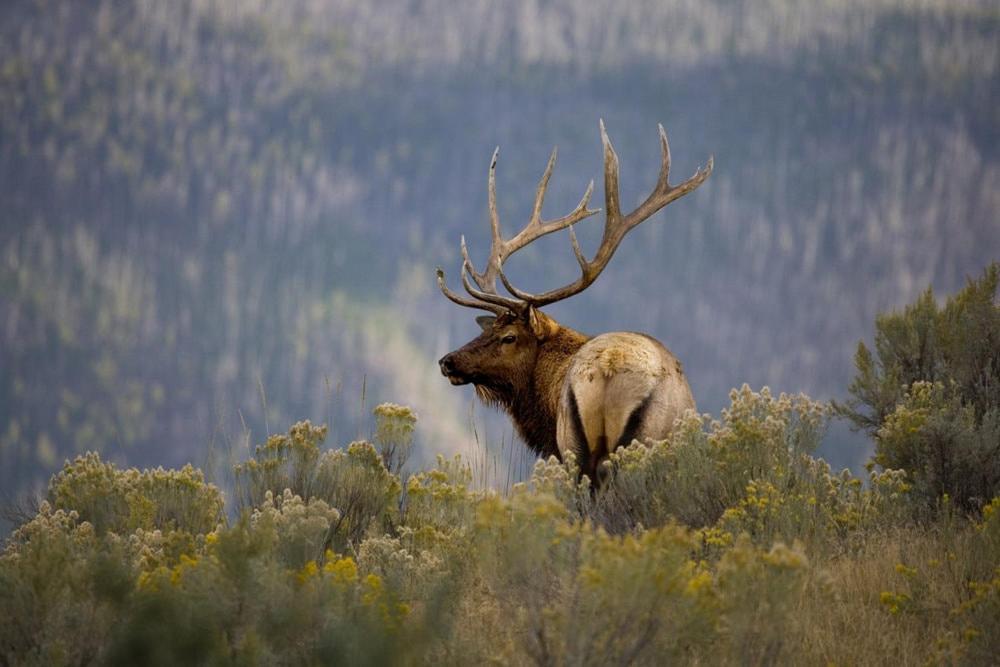 Oso Blanco Βίλα Ruidoso Εξωτερικό φωτογραφία